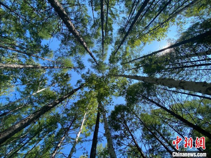 图为内蒙古大兴安岭克一河森工公司索图罕林场的碳汇林.